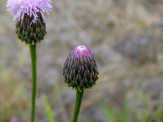 DSCF0002.jpg