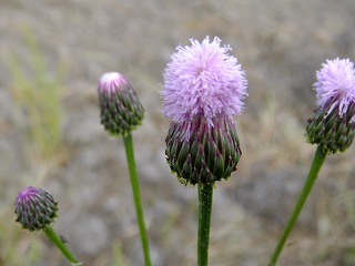 DSCF0003.jpg