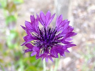 DSCF0008.jpg