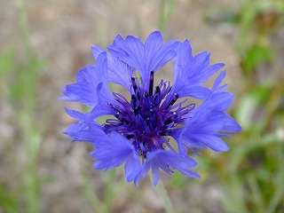 DSCF0009.jpg