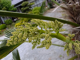 DSCF0056.jpg