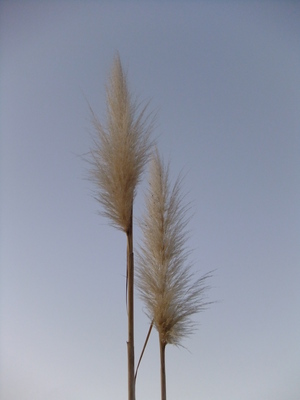 DSCF0065.jpg
