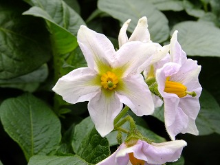 DSCF0136.jpg