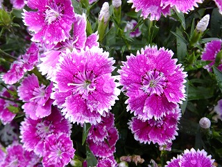 DSCF0147.jpg