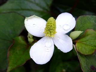 DSCF0149.jpg