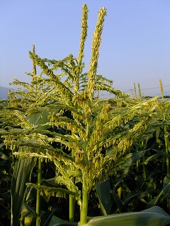 DSCF0181.jpg