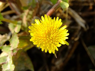 DSCF0205.jpg