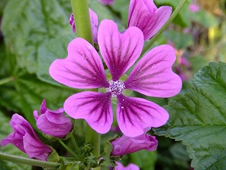 DSCF0214.jpg