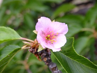 DSCF0231.jpg
