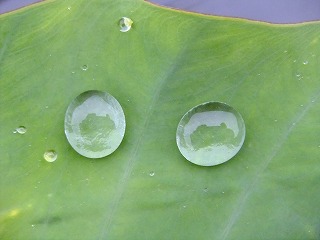 DSCF0242.jpg