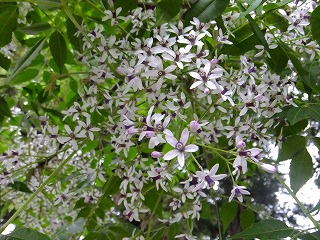 DSCF0251.jpg