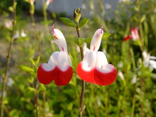 DSCF0322.jpg