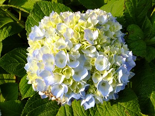 DSCF0332.jpg