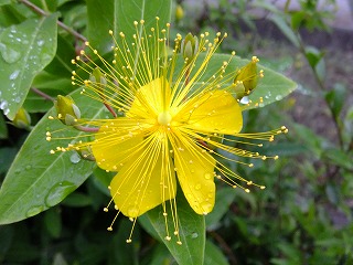 DSCF0343.jpg