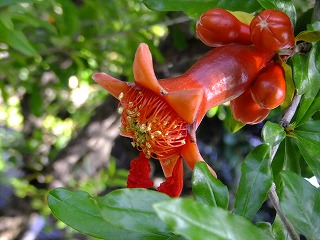 DSCF0470.jpg
