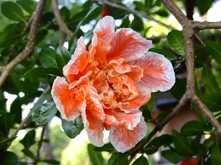 DSCF0476.jpg