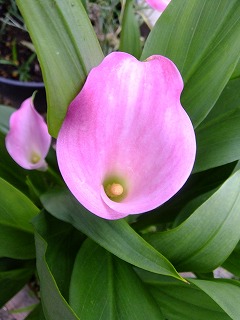 DSCF0532.jpg