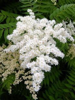 DSCF0735_2.jpg