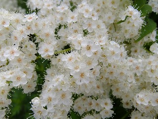 DSCF0738_2.jpg