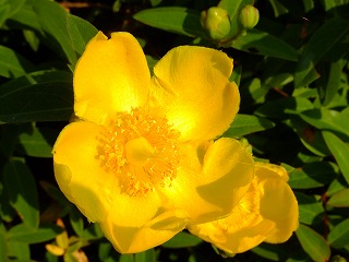 DSCF6506.jpg