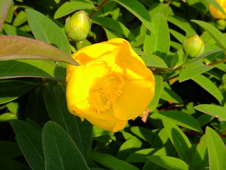 DSCF6507.jpg