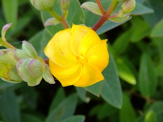 DSCF6508.jpg