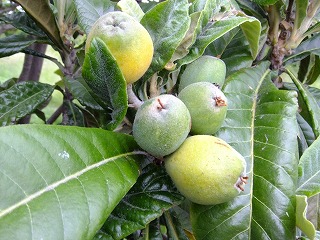 DSCF6514.jpg