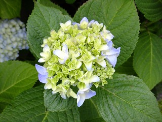 DSCF6519 (1).jpg