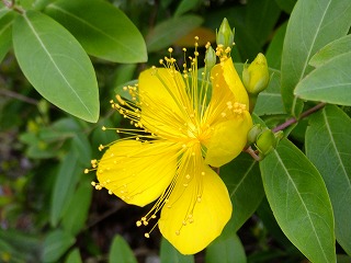 DSCF6526.jpg