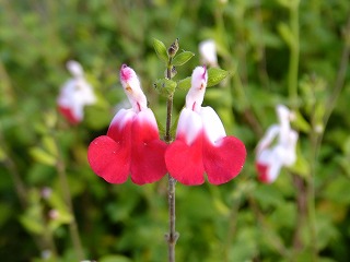 DSCF6529.jpg