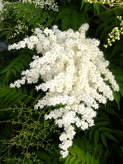 DSCF6558.jpg