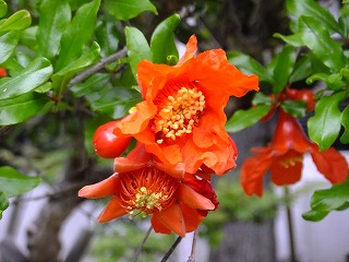 DSCF6604.jpg