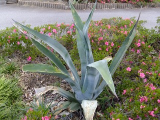 DSCF6609.jpg