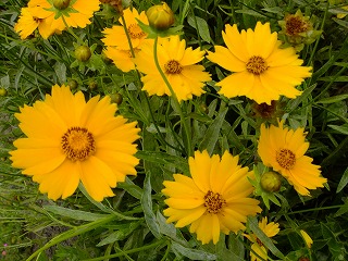 DSCF6656.jpg
