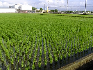 DSCF6737.jpg