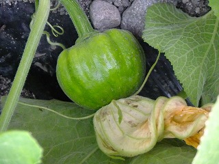DSCF6788.jpg