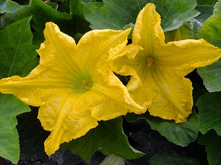 DSCF6790.jpg