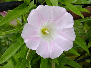 DSCF6791.jpg