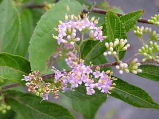 DSCF6877.jpg