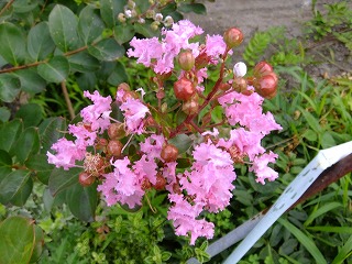 DSCF6879.jpg