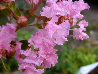 DSCF6881.jpg