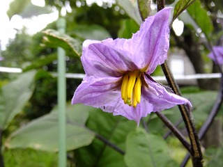 DSCF6887.jpg