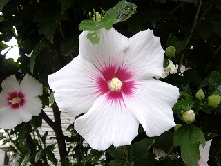 DSCF6903.jpg