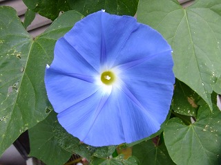 DSCF6905.jpg