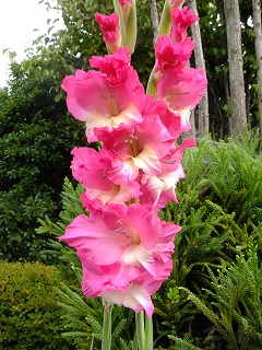 DSCF6909.jpg