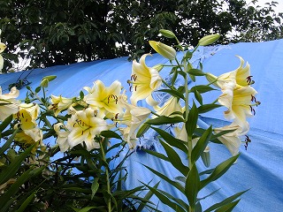 DSCF6934.jpg