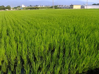 DSCF6965.jpg
