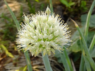 DSCF6974.jpg