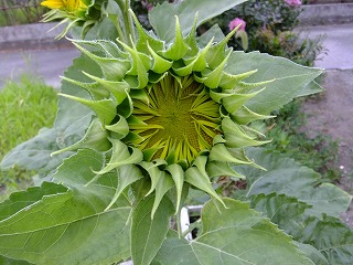 DSCF6977.jpg