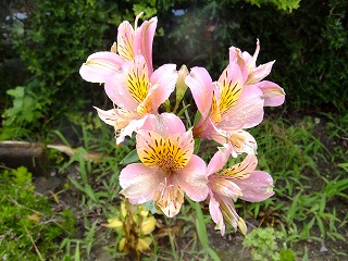 DSCF6990.jpg